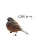 せなか。(鳥)（個別スタンプ：6）