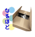 Ume★（個別スタンプ：6）