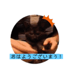 ガッシーねこーずシリーズ⑫まうくま（個別スタンプ：1）