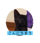 ガッシーねこーずシリーズ⑫まうくま（個別スタンプ：2）