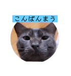 ガッシーねこーずシリーズ⑫まうくま（個別スタンプ：3）