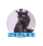 ガッシーねこーずシリーズ⑫まうくま（個別スタンプ：4）