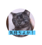 ガッシーねこーずシリーズ⑫まうくま（個別スタンプ：5）