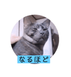 ガッシーねこーずシリーズ⑫まうくま（個別スタンプ：6）