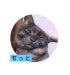 ガッシーねこーずシリーズ⑫まうくま（個別スタンプ：7）