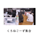 ガッシーねこーずシリーズ⑫まうくま（個別スタンプ：9）