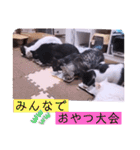 ガッシーねこーずシリーズ⑫まうくま（個別スタンプ：12）