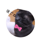 ガッシーねこーずシリーズ⑫まうくま（個別スタンプ：13）