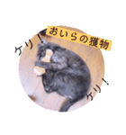 ガッシーねこーずシリーズ⑫まうくま（個別スタンプ：14）