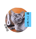ガッシーねこーずシリーズ⑫まうくま（個別スタンプ：15）