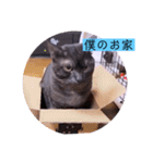 ガッシーねこーずシリーズ⑫まうくま（個別スタンプ：17）