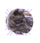 ガッシーねこーずシリーズ⑫まうくま（個別スタンプ：19）