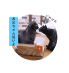 ガッシーねこーずシリーズ⑫まうくま（個別スタンプ：20）