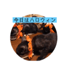 ガッシーねこーずシリーズ⑫まうくま（個別スタンプ：23）