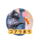 ガッシーねこーずシリーズ⑫まうくま（個別スタンプ：24）