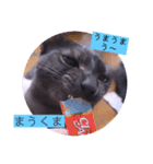 ガッシーねこーずシリーズ⑫まうくま（個別スタンプ：25）