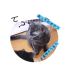 ガッシーねこーずシリーズ⑫まうくま（個別スタンプ：26）