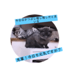 ガッシーねこーずシリーズ⑫まうくま（個別スタンプ：27）