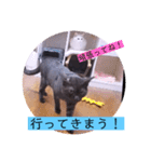 ガッシーねこーずシリーズ⑫まうくま（個別スタンプ：28）