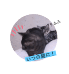 ガッシーねこーずシリーズ⑫まうくま（個別スタンプ：29）