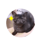 ガッシーねこーずシリーズ⑫まうくま（個別スタンプ：30）