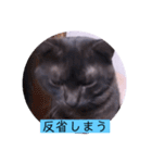 ガッシーねこーずシリーズ⑫まうくま（個別スタンプ：31）