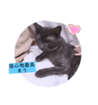 ガッシーねこーずシリーズ⑫まうくま（個別スタンプ：33）