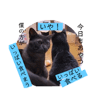 ガッシーねこーずシリーズ⑫まうくま（個別スタンプ：34）