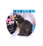 ガッシーねこーずシリーズ⑫まうくま（個別スタンプ：35）