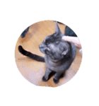 ガッシーねこーずシリーズ⑫まうくま（個別スタンプ：36）