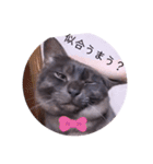 ガッシーねこーずシリーズ⑫まうくま（個別スタンプ：37）