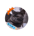 ガッシーねこーずシリーズ⑫まうくま（個別スタンプ：38）
