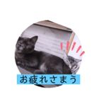 ガッシーねこーずシリーズ⑫まうくま（個別スタンプ：39）