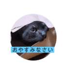ガッシーねこーずシリーズ⑫まうくま（個別スタンプ：40）