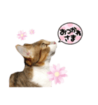 島猫サン（個別スタンプ：4）