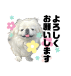 5ペキニーズ.com（個別スタンプ：1）