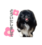 5ペキニーズ.com（個別スタンプ：4）