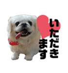 5ペキニーズ.com（個別スタンプ：5）