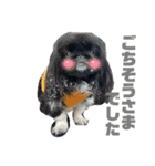 5ペキニーズ.com（個別スタンプ：6）