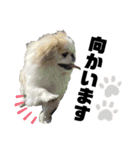 5ペキニーズ.com（個別スタンプ：7）