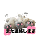 5ペキニーズ.com（個別スタンプ：8）