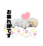 5ペキニーズ.com（個別スタンプ：9）