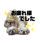 5ペキニーズ.com（個別スタンプ：10）