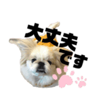 5ペキニーズ.com（個別スタンプ：12）