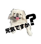 5ペキニーズ.com（個別スタンプ：18）