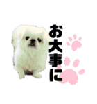 5ペキニーズ.com（個別スタンプ：19）