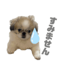5ペキニーズ.com（個別スタンプ：21）