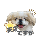 5ペキニーズ.com（個別スタンプ：23）