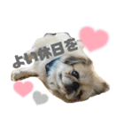 5ペキニーズ.com（個別スタンプ：25）