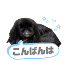 5ペキニーズ.com（個別スタンプ：28）